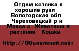 Отдам котенка в хорошие руки. - Вологодская обл., Череповецкий р-н, Мякса с. Животные и растения » Кошки   